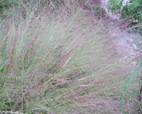 eragrostis spectabilis 9-10a.jpg